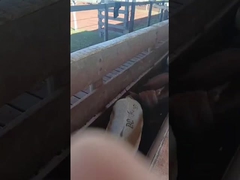 इलेक्ट्रॉनिक इयरटैग पशु कान टैग इलेक्ट्रॉनिक भेड़ टैग पशु कान टैग