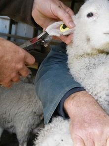 Waterproof Anti-Shedding RFID Ear Tag with 5 Years Guarantee for Animal Identification